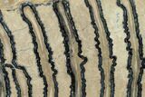 Polished Mammoth Molar Section - South Carolina #164925-2